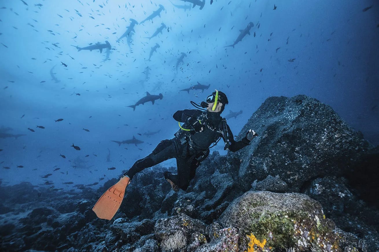 Palau Diving Adventures Featuring Sharks, Reefs and Wrecks