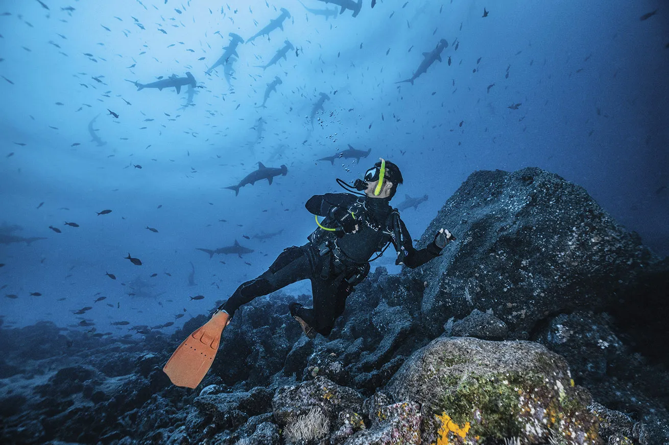 Palau Diving Adventures Featuring Sharks, Reefs and Wrecks